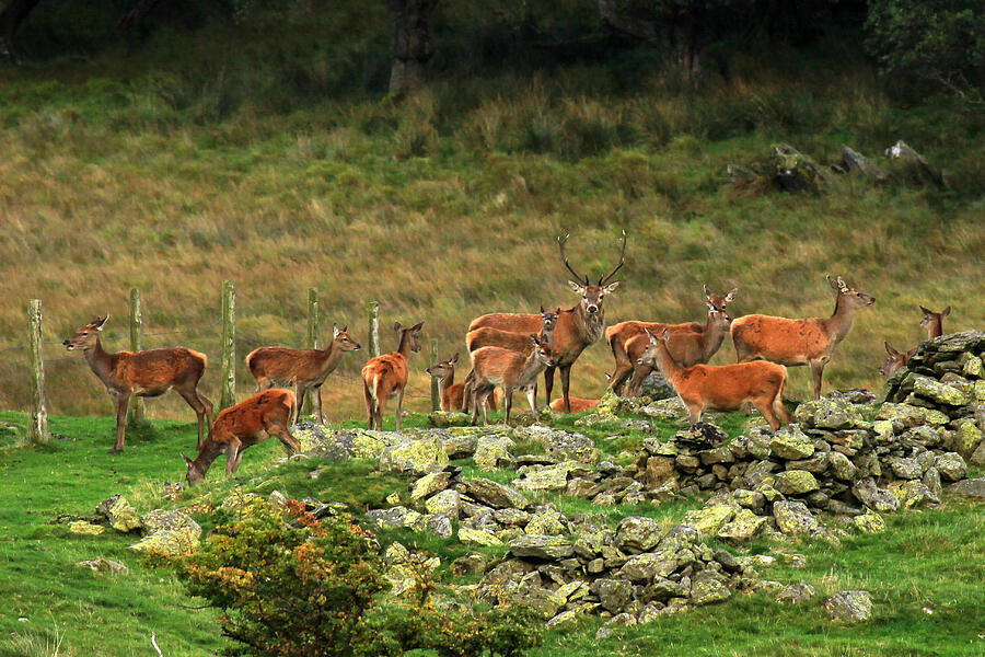 Martindale stag Photograph by photography by Linda Lyon