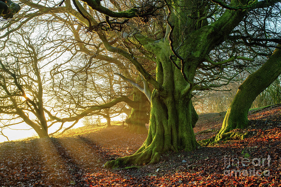 Martinsell Hill Beech Trees at Sunrise in the Wiltshire Countryside Photograph by Tim Gainey