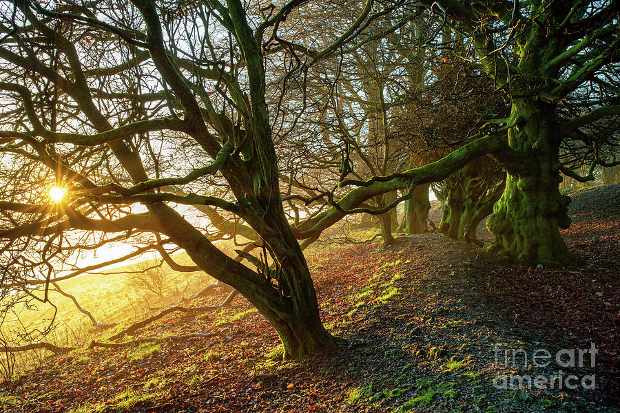 Martinsell Hill Beech Trees at Sunrise in Wiltshire Photograph by Tim Gainey