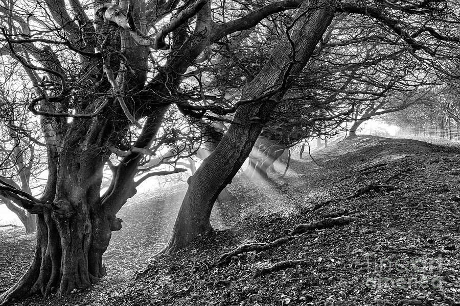 Martinsell Hill Beech Trees Monochrome Photograph by Tim Gainey
