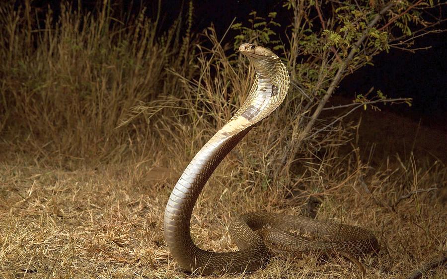 Marvelous Amazing Scary King Cobra Snake Ultra HD Photograph by ...