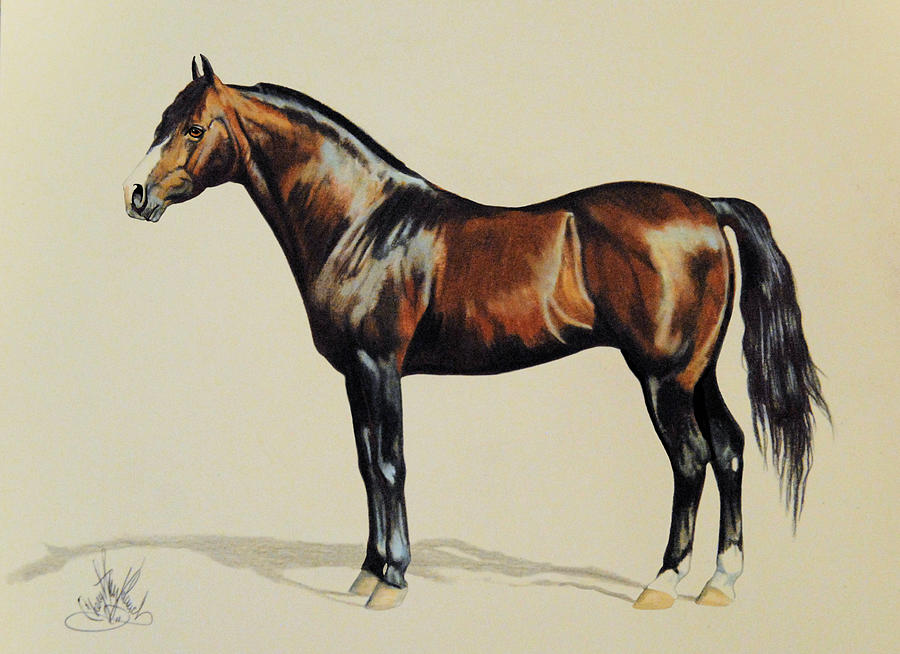 Marvelous Intrigue The Morgan Stallion Drawing