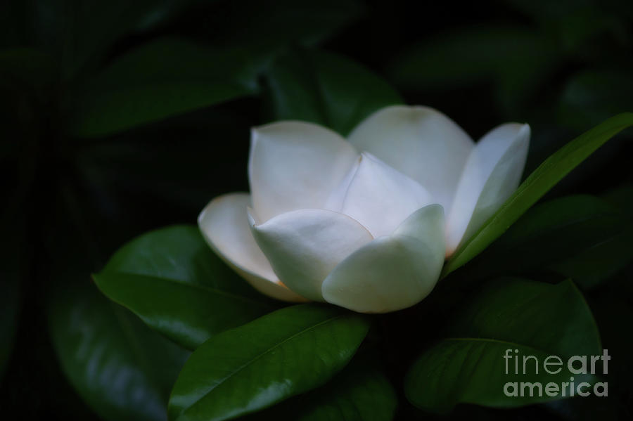 Marvelous Magnolia Photograph by Venetta Archer