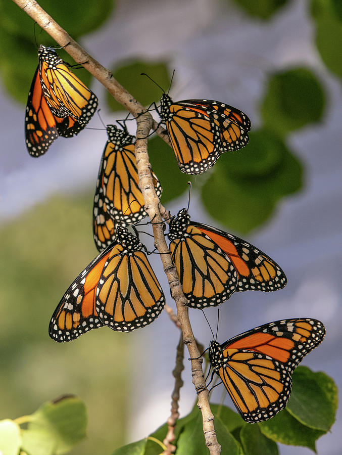 Marvelous Monarchs Photograph by Kent Keller - Fine Art America