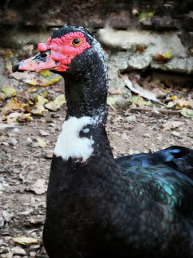 Marvelous Muscovy Photograph