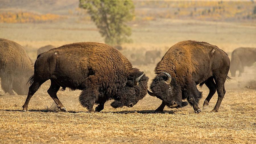 Marvelous Spectacular Bison Bulls Headbutt Ultra HD Photograph by