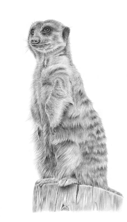 Wildlife Drawing - Marvin the Meerkat by Pencil Paws