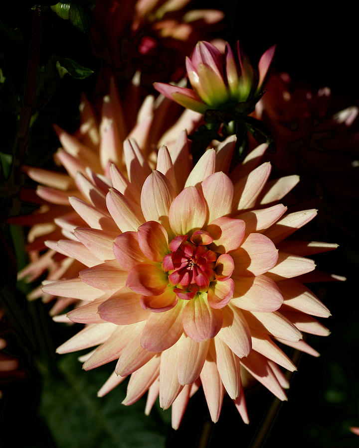 Flowers Still Life Photograph - Mary Jo Dahlia by Todd Kreuter