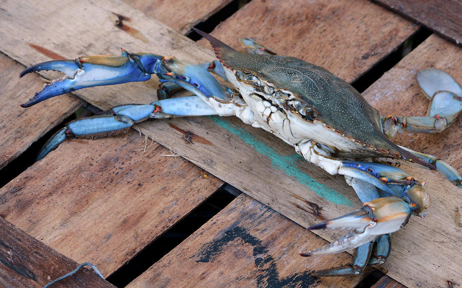 Maryland Blue Crab Photograph by Angela Jackson - Fine Art America