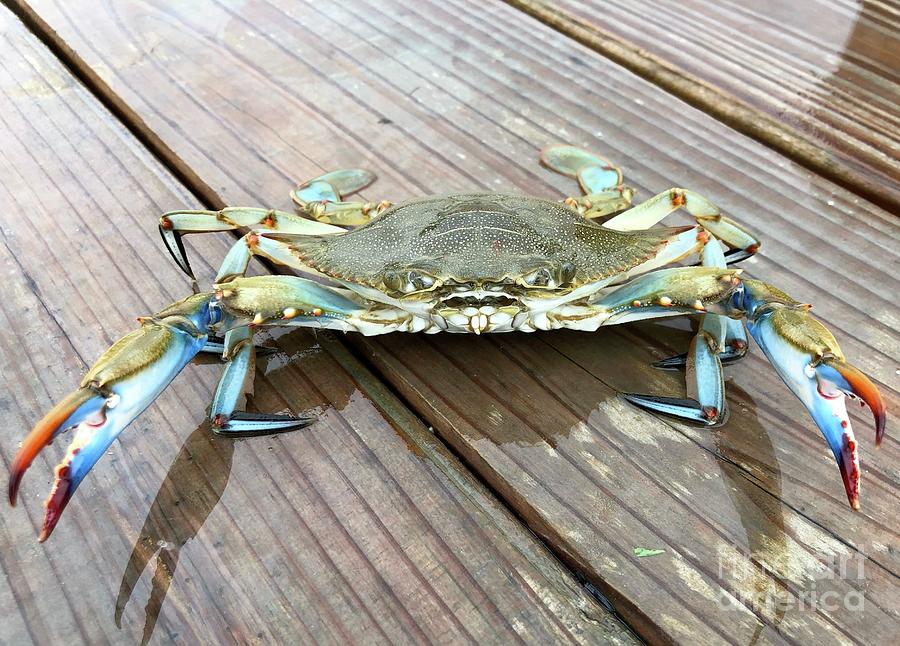 blue crab