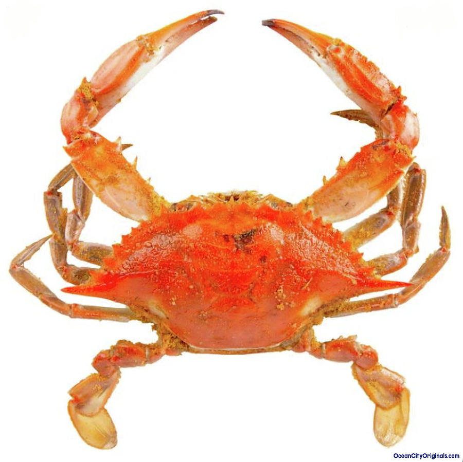 Maryland Blue Crab Steamed Photograph