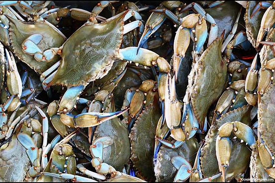 Maryland Blue Crabs Bushel Photograph by Robert Banach