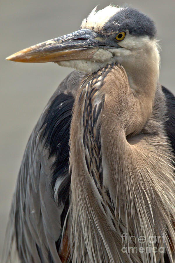 Maryland Blue Heron Closeup Photograph by Adam Jewell | Fine Art America