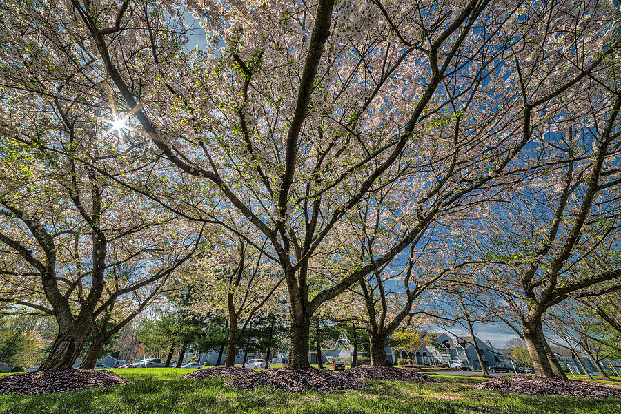 Maryland Cherry Blossoms Photograph by Robert Fawcett