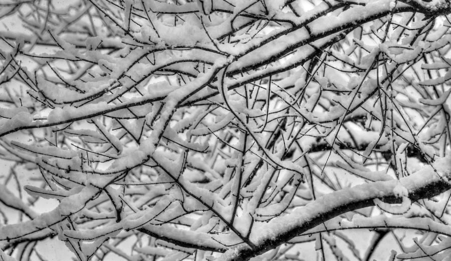 Maryland Country Roads - Gnarly and Cool Tree Branches During a Heavy Snow Photograph by Michael Mazaika