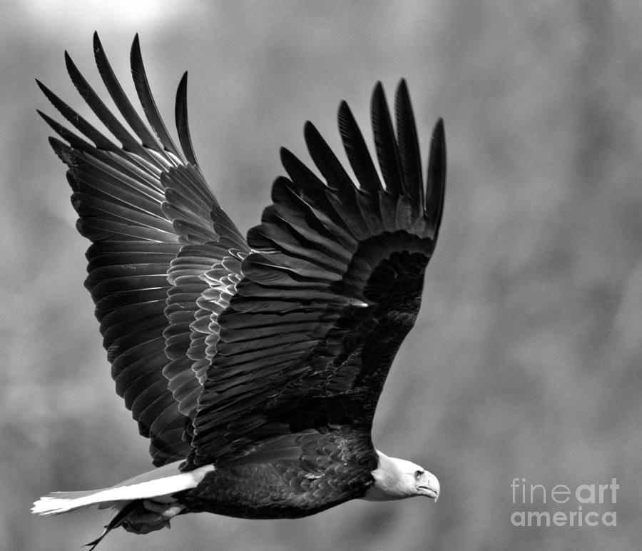 Maryland Eagle Flying Off With A Fish Black And White Photograph by Adam Jewell