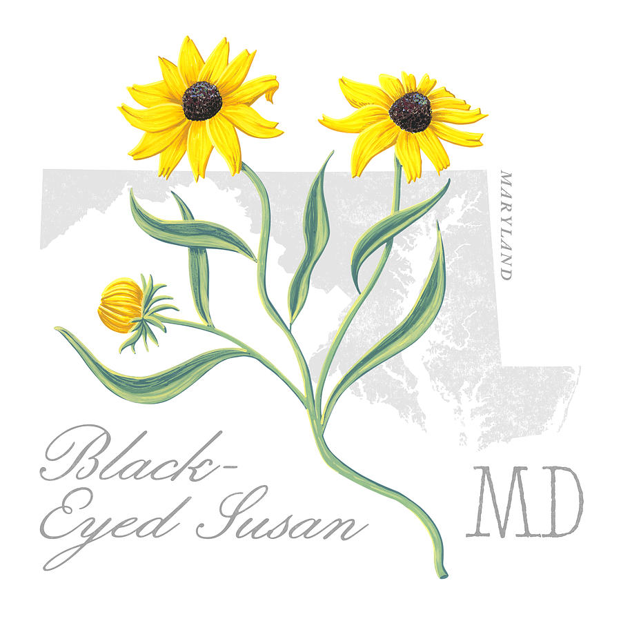 Maryland State Flower Black-Eyed Susan Art by Jen Montgomery Painting by Jen Montgomery