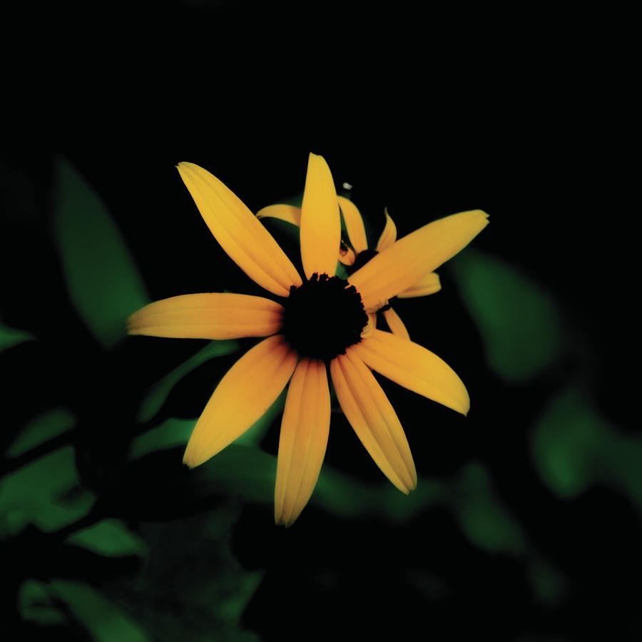 Maryland State Flower Photograph by DMT Photography