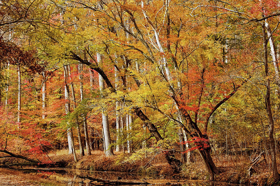 Fall Photograph - Maryland Towpath Color by Francis Sullivan