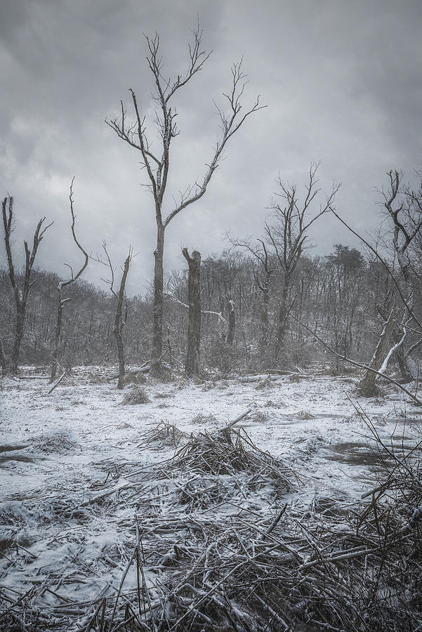 Maryland Winter 1 Photograph by Robert Fawcett