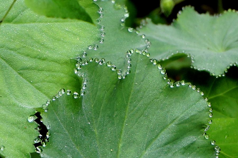 Marys Mantle Dew on Leaves Photograph by Michelle Mahnke