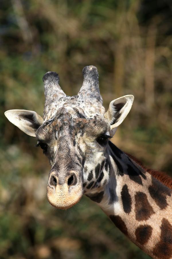 Masai Giraffe  Photograph by Carol Montoya