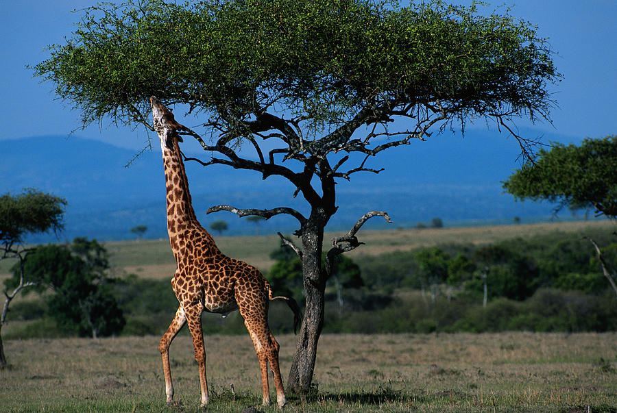 Masai giraffe (Giraffa camelopardalis tippleskirchi) reaching out to eat leaves, Masai Mara N.R, Kenya Photograph by Anup Shah