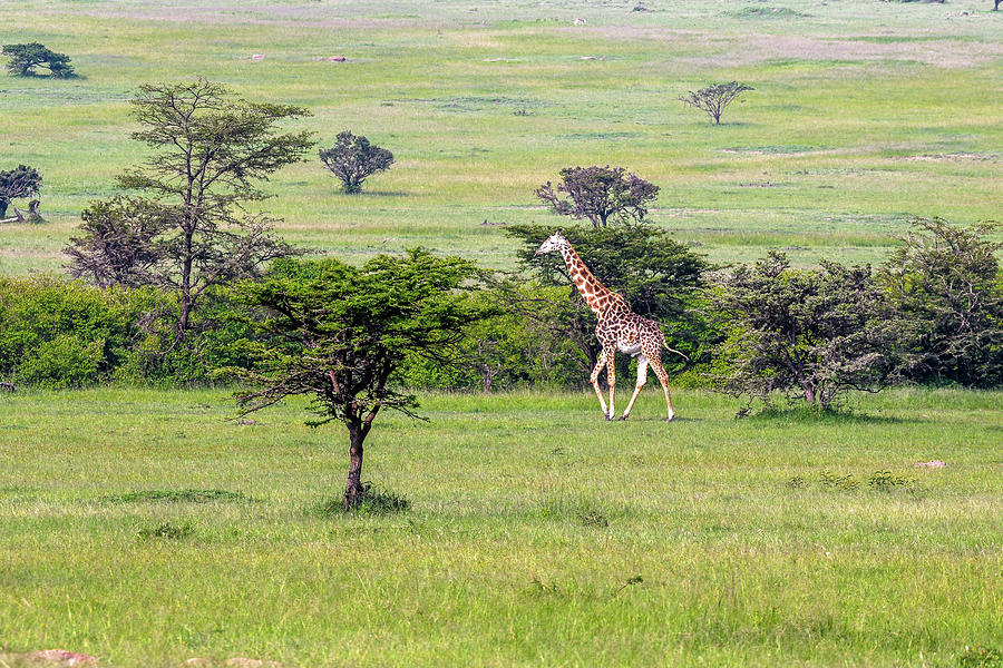 Masai Giraffe Landscape Photograph by Eric Albright