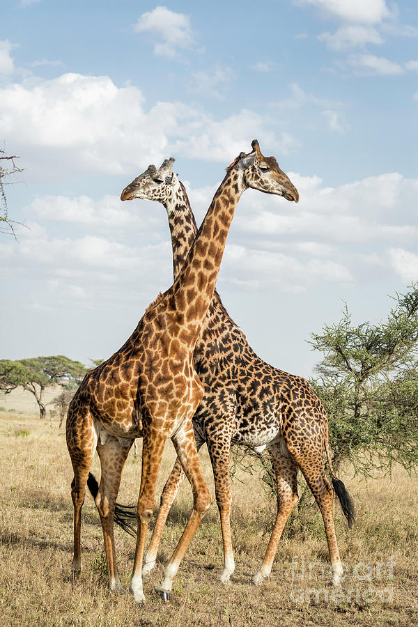 Masai Giraffe Pair Photograph by Timothy Hacker