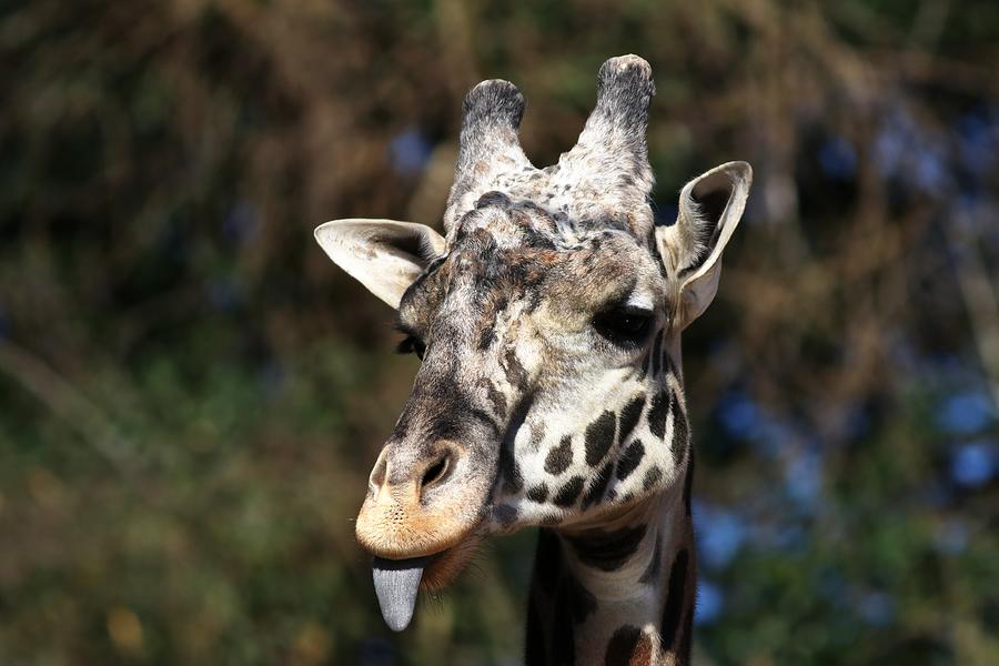 Masai Giraffe Sticks His Tongue Out Photograph by Carol Montoya