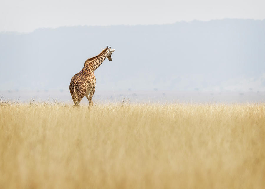Wildlife Photograph - Masai Giraffe Walking Away in Kenya Africa by Good Focused