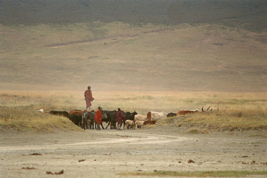 Masai Herding Cattle in Africa Photograph by Bonnie Colgan