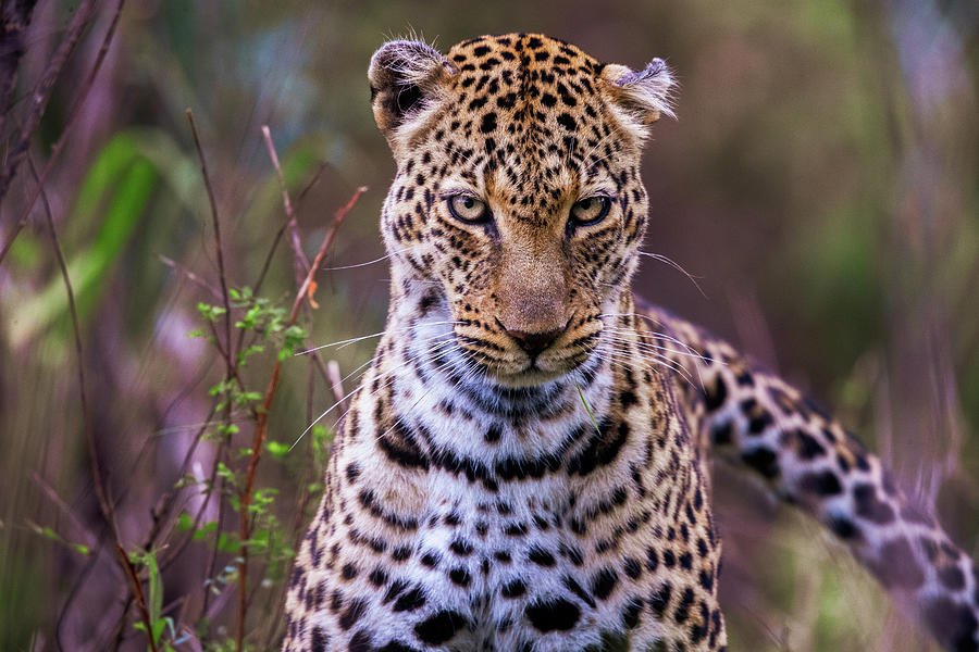 Masai Mara leopard in the wilderness of Kenya. Photograph by Kristian ...