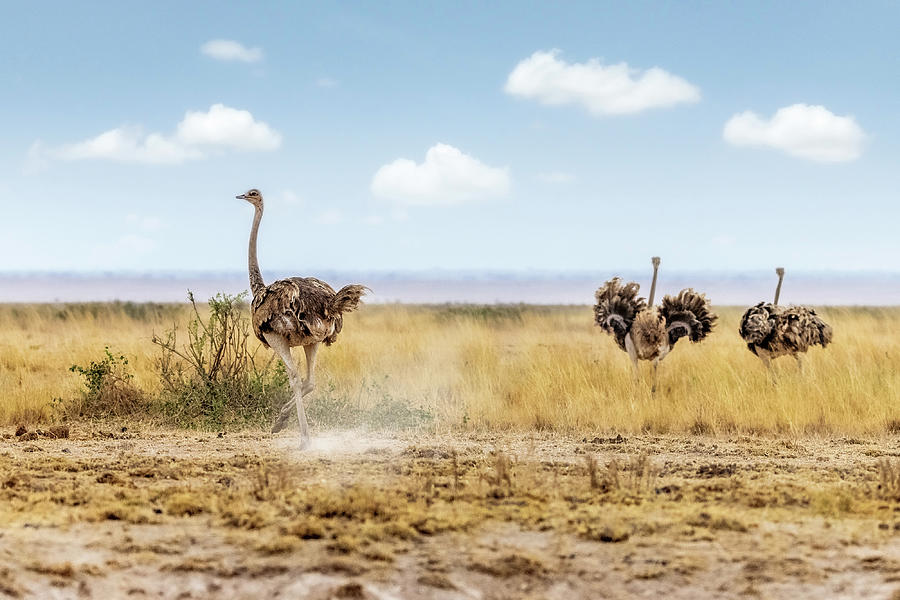 Ostrich Photograph - Masai Ostrich in Kenya Africa by Good Focused