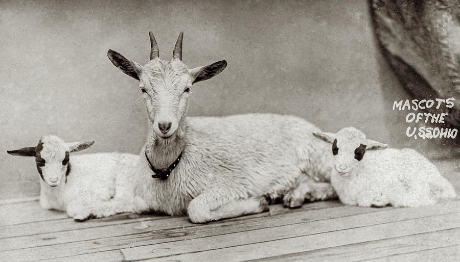 Mascots of the USS Ohio Photograph by Unknown