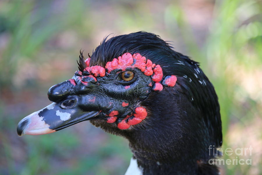 Masculine Muscovy Duck in the Lakes of Leesburg  Photograph by Philip And Robbie Bracco