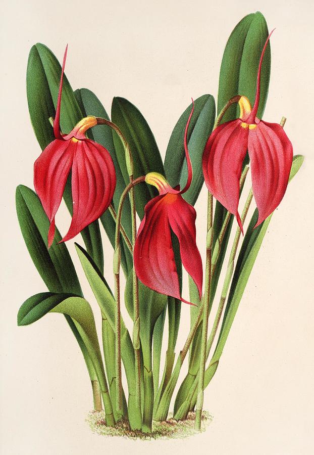 Masdevallia Lindeni var Harryana Painting by Charles Antoine Lemaire ...