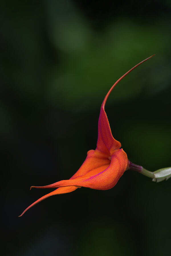 Masdevallia Orchid I Photograph by Dale Kincaid