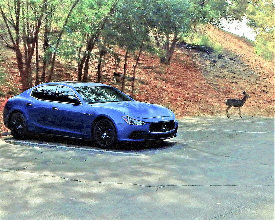 Maserati Deer Photograph by Andrew Lawrence