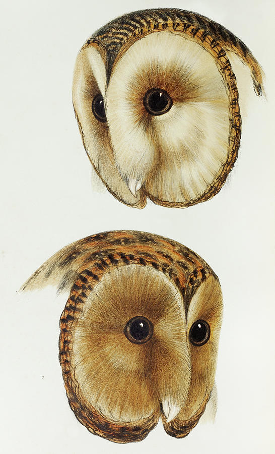 John Gould Drawing - Masked barn owl and Tasmanian masked owl by John Gould