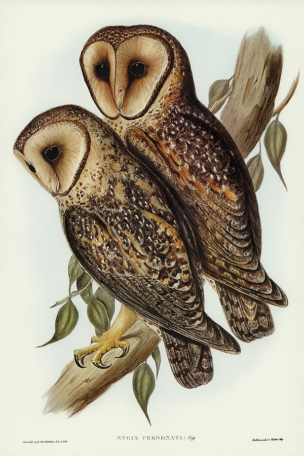 John Gould Drawing - Masked Barn Owl, Strix Personata by John Gould