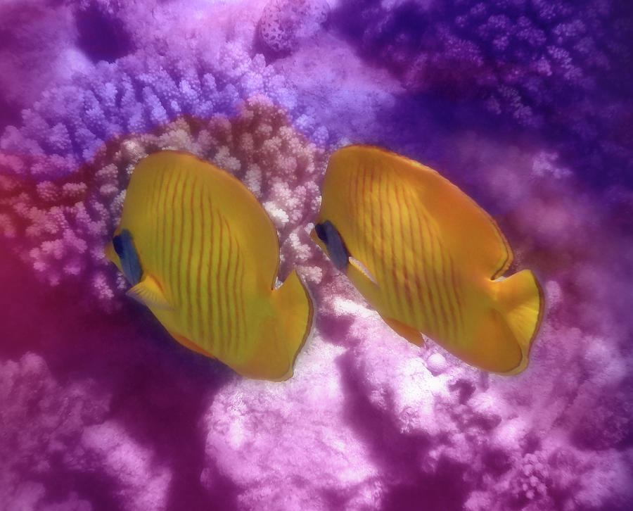 Masked Butterflyfish Couple Colorfully Photograph by Johanna Hurmerinta