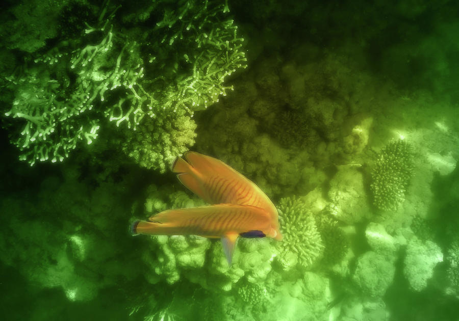 Masked Butterflyfish Green Theme Photograph by Johanna Hurmerinta