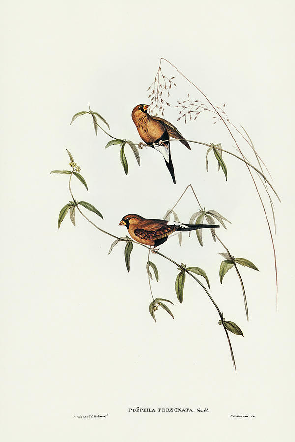 John Gould Drawing - Masked Grass Finch, Poephila personata by John Gould