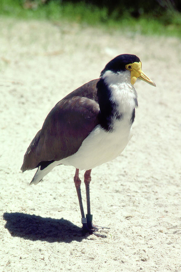Masked Lapwing Photograph by Jerry Griffin