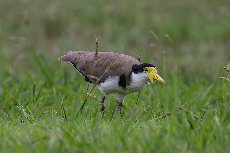 Lapwing Photograph - Masked Lapwing or Spur-winged Plover by John Haldane