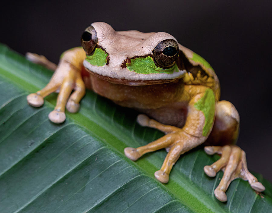 Masked Tree Frog Photograph by Teresa Wilson
