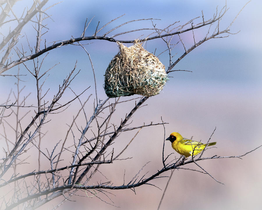 Masked Weaver Photograph by Jaki Miller