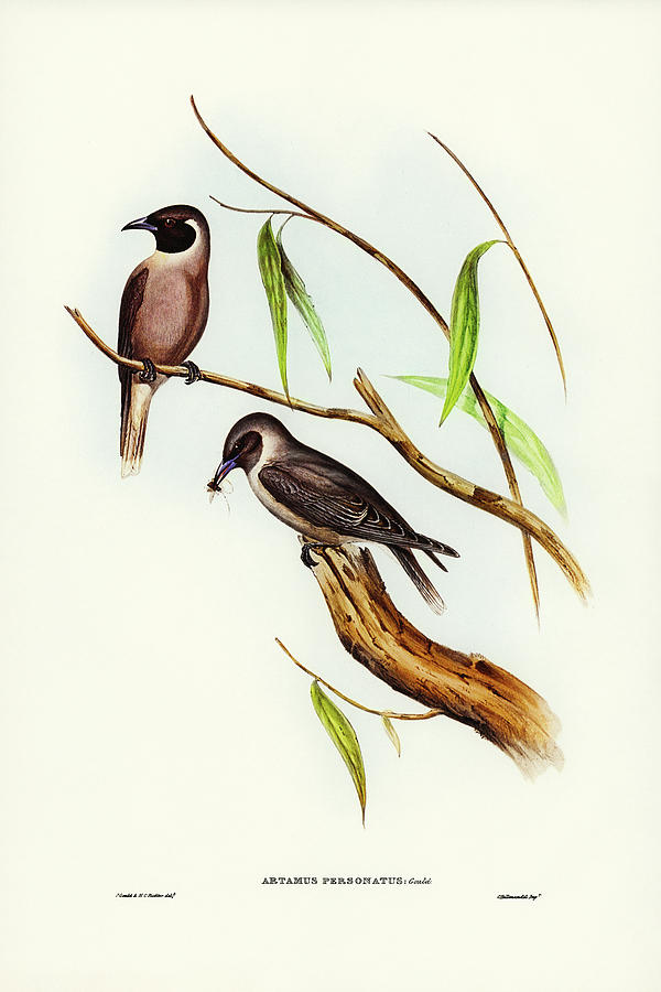 John Gould Drawing - Masked Wood Swallow, Artamus personates by John Gould