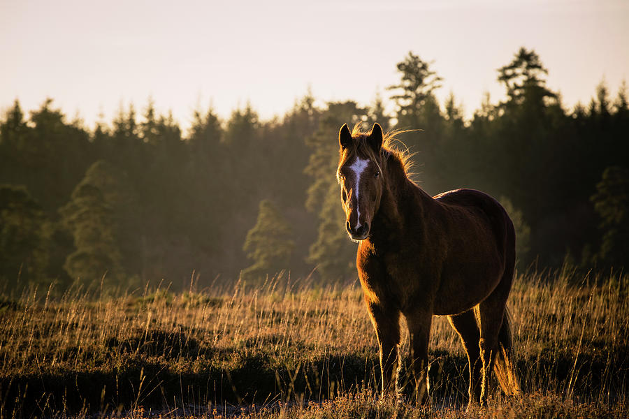 Mason - Horse Art Photograph by Lisa Saint